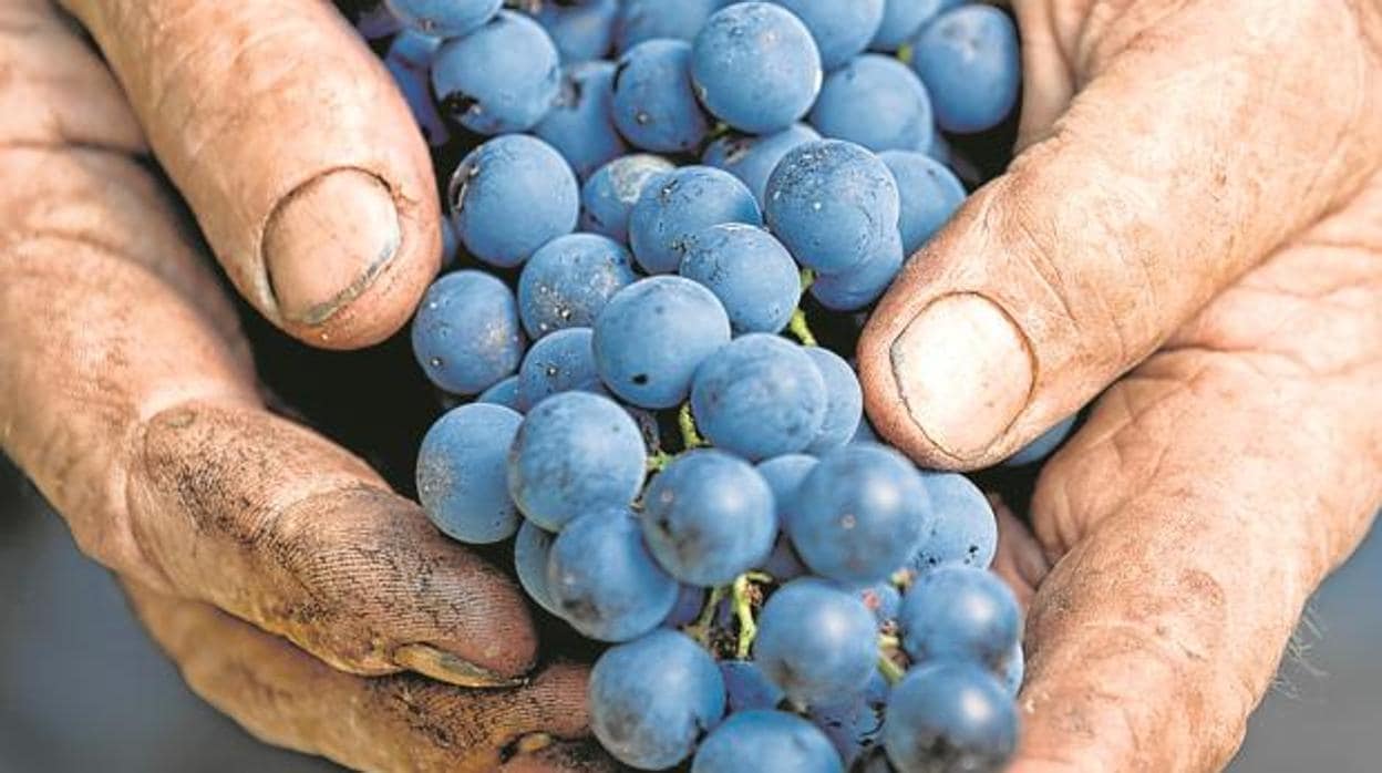 Enofusión: la vanguardia del vino presenta sus nuevas tendencias