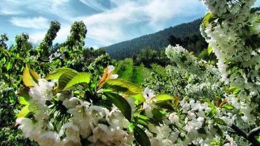 Floración en el Valle de las Caderechas