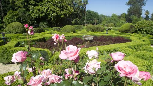 Ruta de las camelias, en el pazo de Rubians