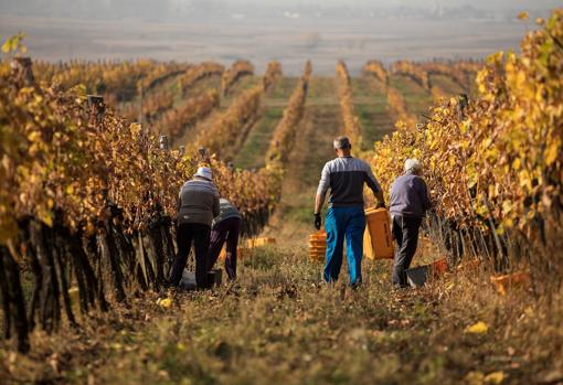 Viñedos de la Bodega Royal Tokaj