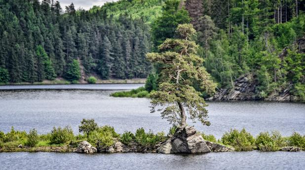 «El guardián checo de la aldea inundada», Árbol Europeo del Año