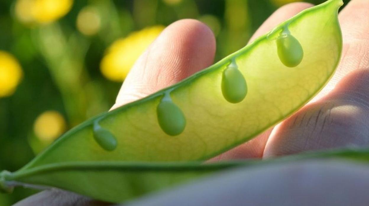 En primavera llega la época del guisante lágrima a la Finca de Los Cuervos