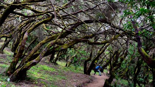 Parque Nacional de Garajonay