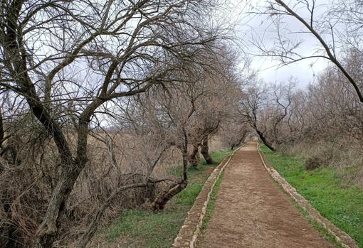 Bosquete de tarayes, en las Tablas de Daimiel