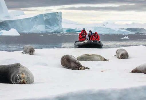 Un grupo de focas aparentemente ajenas a la presencia de turistas, en Plénau Island