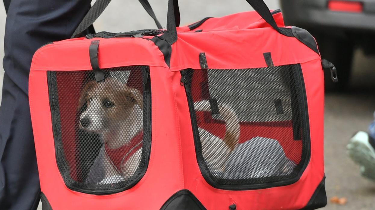 La DGT aclara cuál es la forma más segura de llevar a tu mascota en el coche