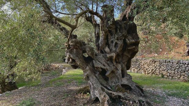 El olivo mallorquín de 1.100 años que se atreve a retar a la eternidad