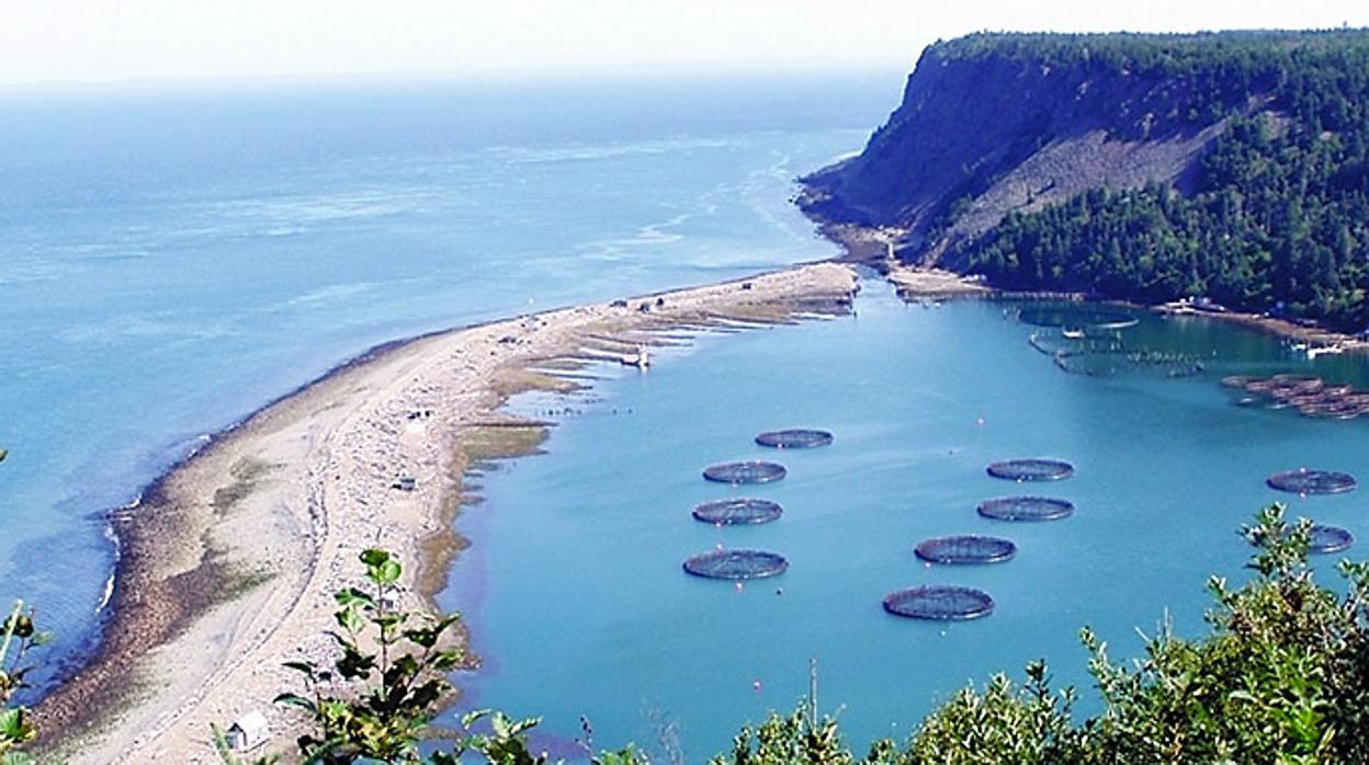 Acuicultura de salmón en Canadá