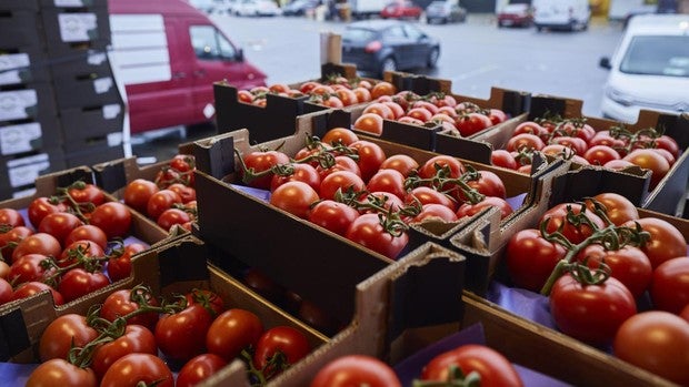 La obsesión por la estética y otras razones por las que los tomates no saben a tomate