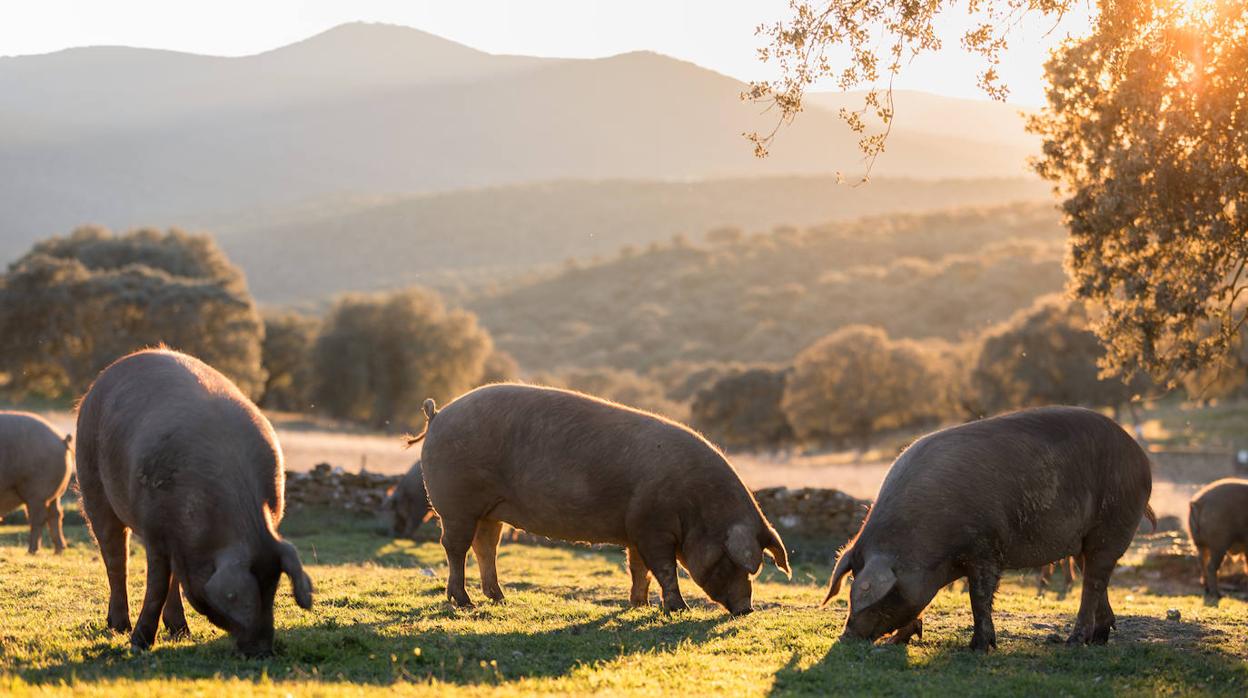 España se distingue por sus materias primas y productos agroalimentarios.