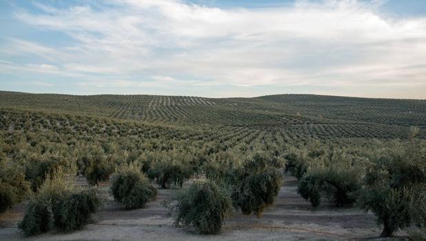 DOP, IGP, IG y ETG, así se otorgan los sellos de calidad de los alimentos en la Unión Europea