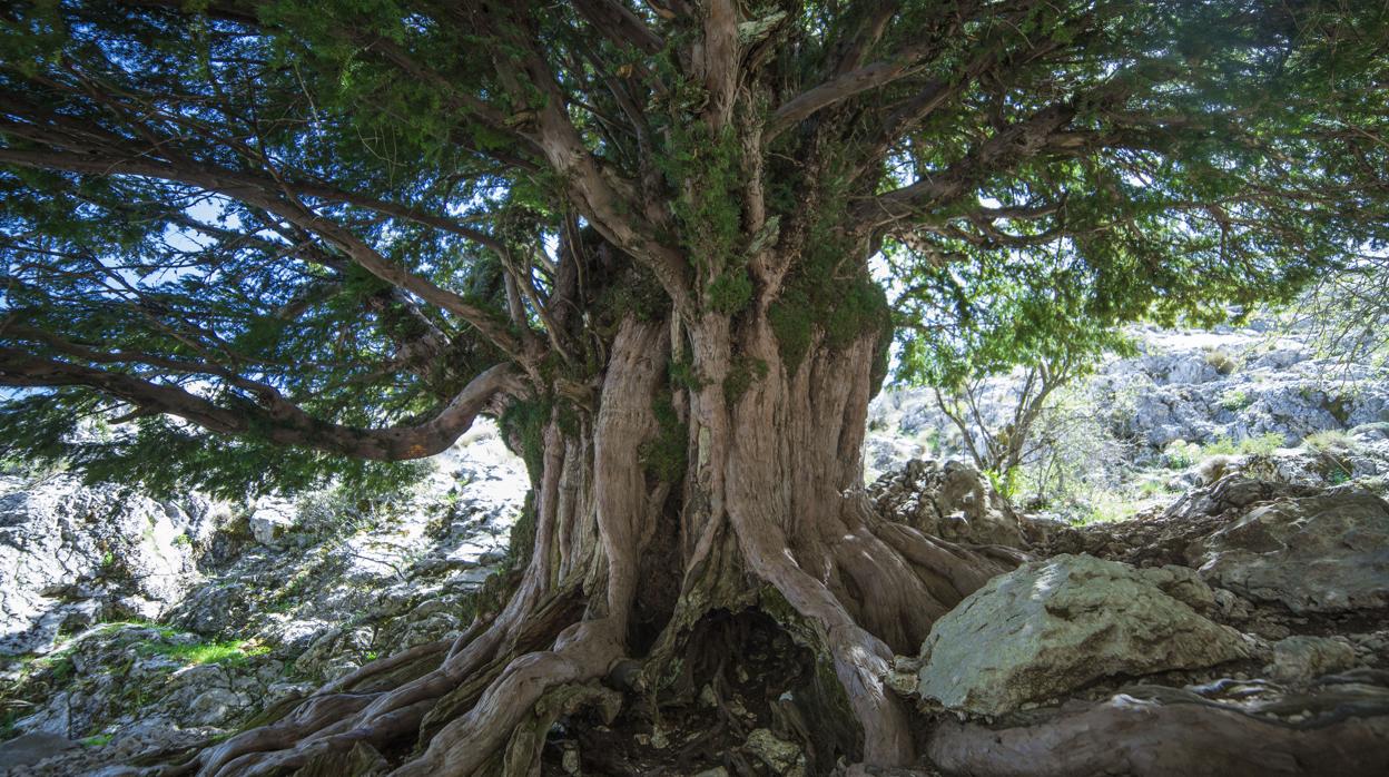 Un tejo de dos mil años en la sierra de Cazorla