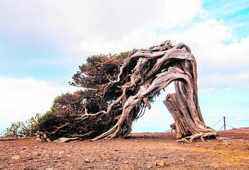 Viejas sabinas moldeadas por el viento