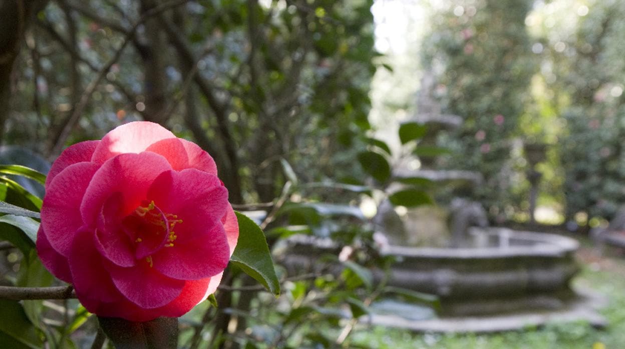 Siete pazos de Galicia donde florecen las mejores camelias del mundo