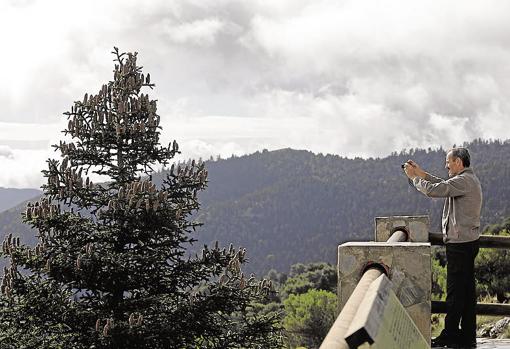 Este parque alberga la mayor extensión ibérica del pinsapo