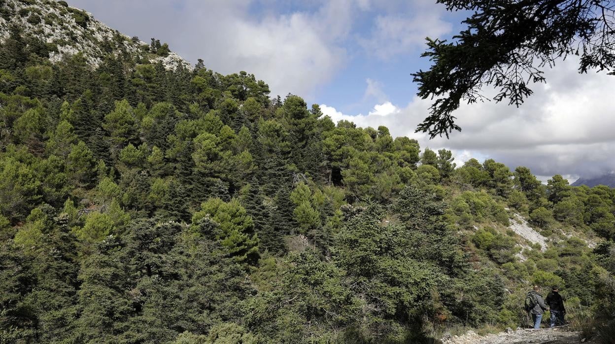 Un día de senderismo en la Sierra de las Nieves