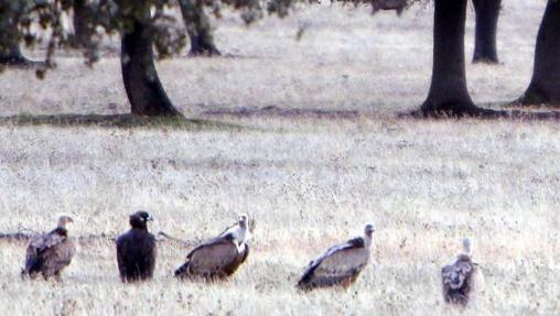 Un grupo de buitres en el Parque Nacional de Cabañeros