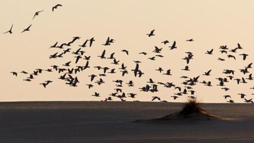 Concentración de miles de ánades en una zona de dunas del Espacio Natural de Doñana conocida desde décadas como el Cerro de los Ánsares