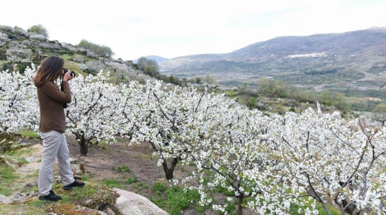 Una mujer fotografía los cerezos durante su floración en una de las sierras del Valle del Jerte en la localidad de Rebollar, Cáceres