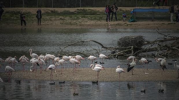 La Cañada de los Pájaros: Una escapada al paraíso de las aves en Sevilla