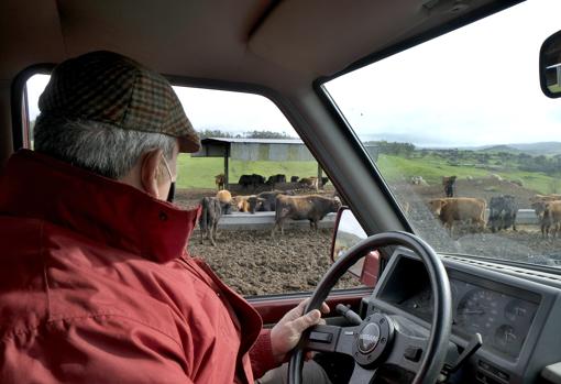 El mayoral de Juan Pedro Domecq, Emilio Romero, paseando en coche entre los becerros