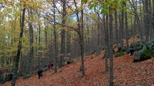 Castañar de El Tiemblo, en otoño