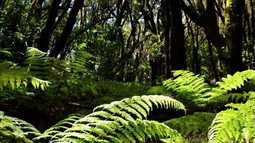 Bosque de laurisilva en el interior del Parque Nacional de Garajonay, La Gomera