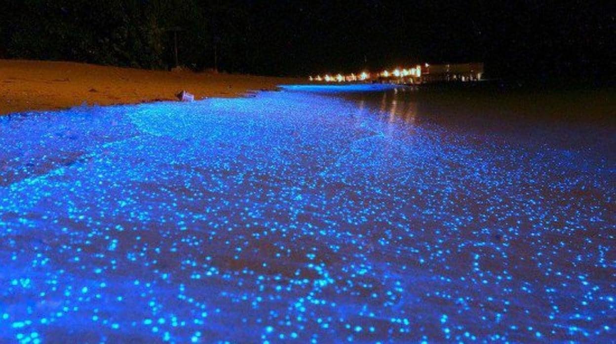 Calamares luciérnaga en la bahía de Toyama