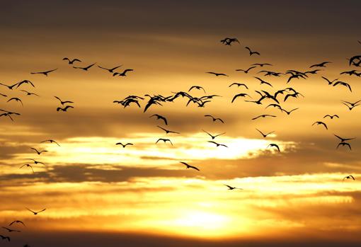 Bandada de aves en su paso migratorio por el Estrecho de Gibraltar