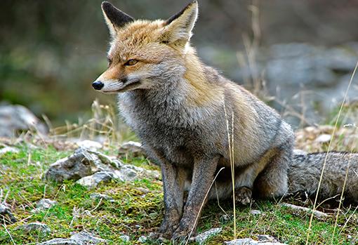 Zorro común en la Sierra de Cazorla, Segura y Las Villas