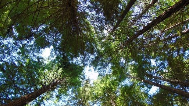 Bosque de secuoyas de Cantabria: dónde está, cómo llegar, edad de los árboles y otras curiosidades