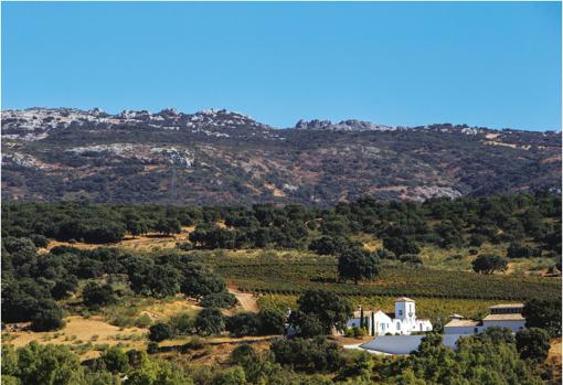 Viñedos en la Serranía de Ronda