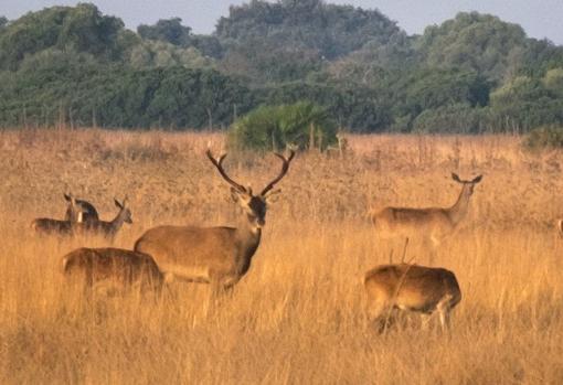 En la imagen, un grupo de ciervos durante la berrea en el inetrior de Doñana