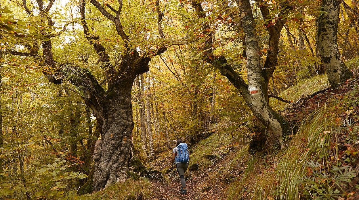 La ruta de Gartxot, que sale de Izalzu, recorre parte de la selva de Irati