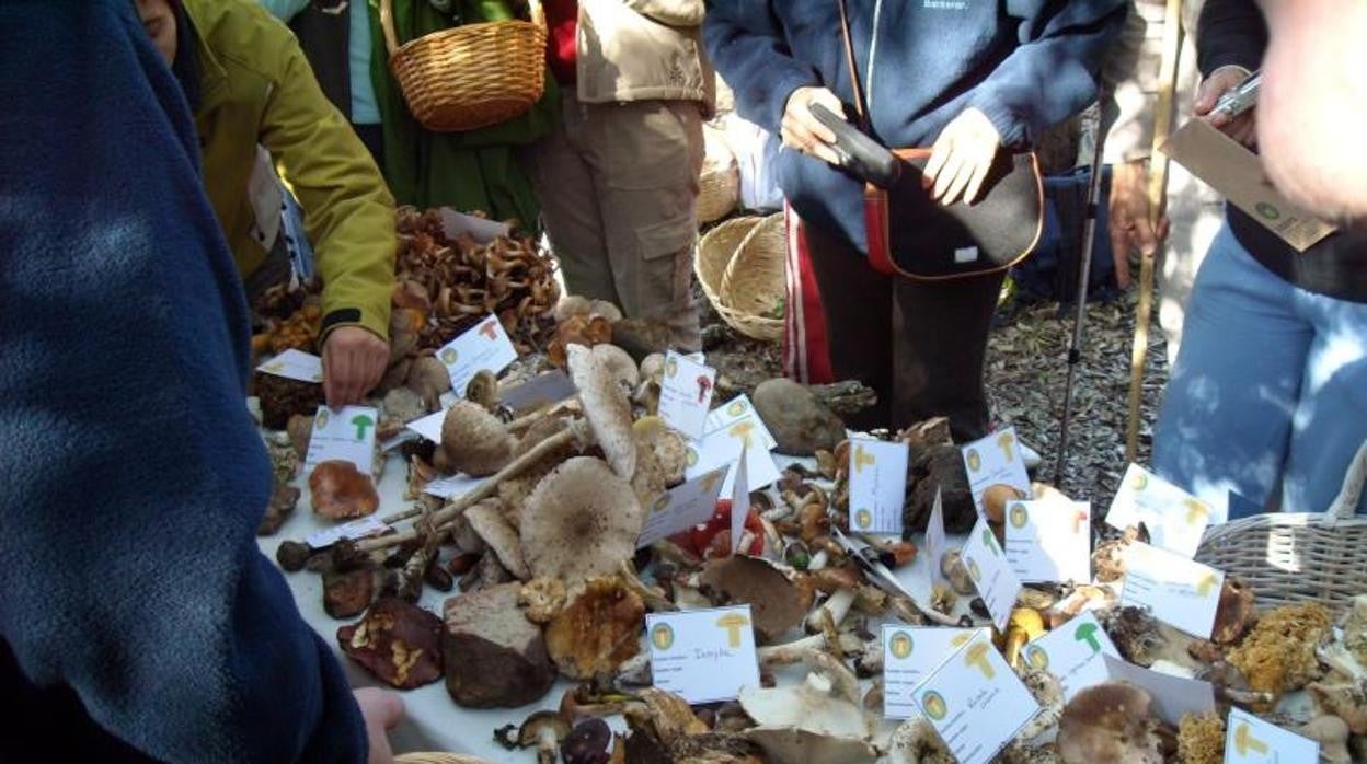 Jornada de recolecta de setas en la Sierra Norte de Sevilla