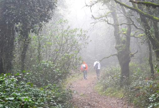 Imagen del Bosque de la Niebla