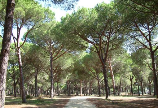 El Pinar del Rey es un paraíso forestal en San Roque