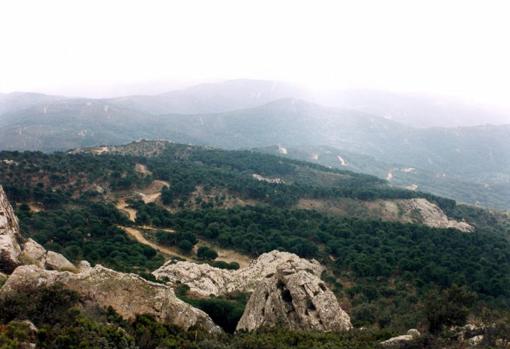 Siete bosques asombrosos de Andalucía que parecen encantados