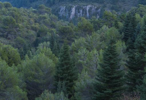 Siete bosques asombrosos de Andalucía que parecen encantados