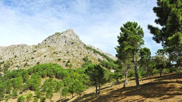 En ruta por el pinsapar de Grazalema