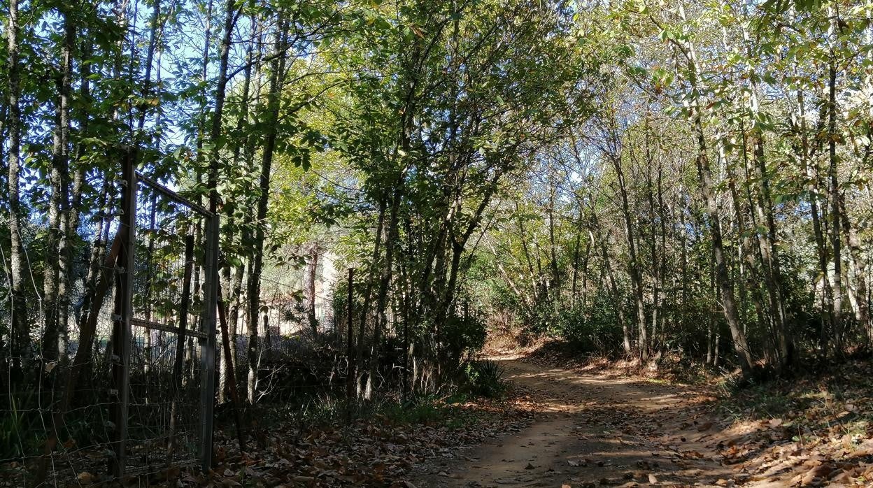 Paisaje de castaños en Sierra Morena