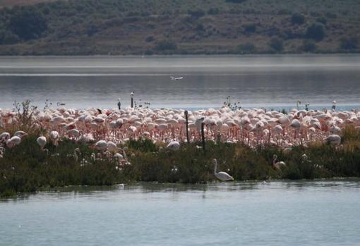 Diez lugares para el avistamiento de aves en Andalucía