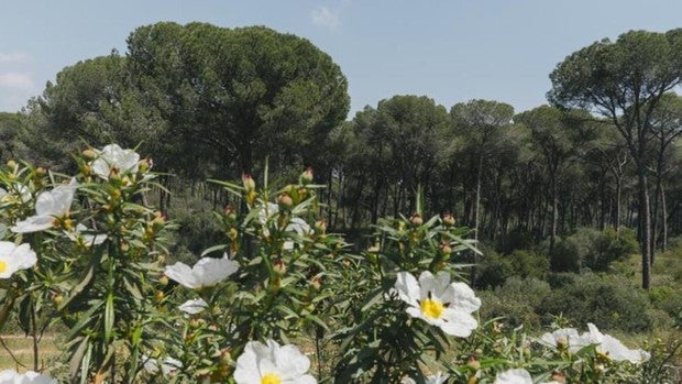 Los pinares de Puebla del Río y Aznalcázar, esplendor natural a dos pasos del centro de Sevilla