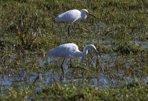 Las aves, como los humanos, también mariscan