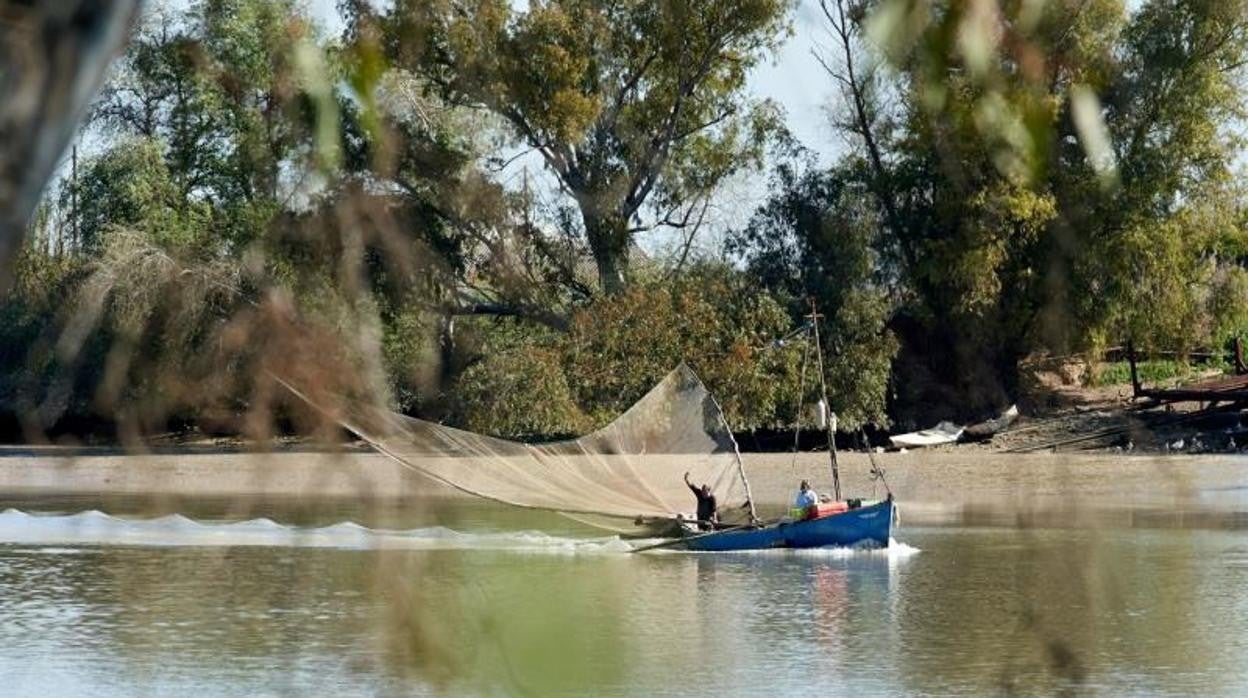 Barco en Coria del Río