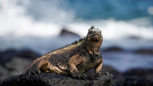 Islas Galápagos