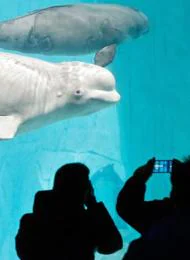 Presentación de una de las crías de beluga en 2017