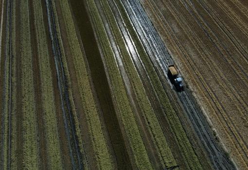 Un agricultor conduce maquinaria de cosecha a través de campos de arroz pertenecientes a la familia de Joan Ferrer en el Delta del Ebro,