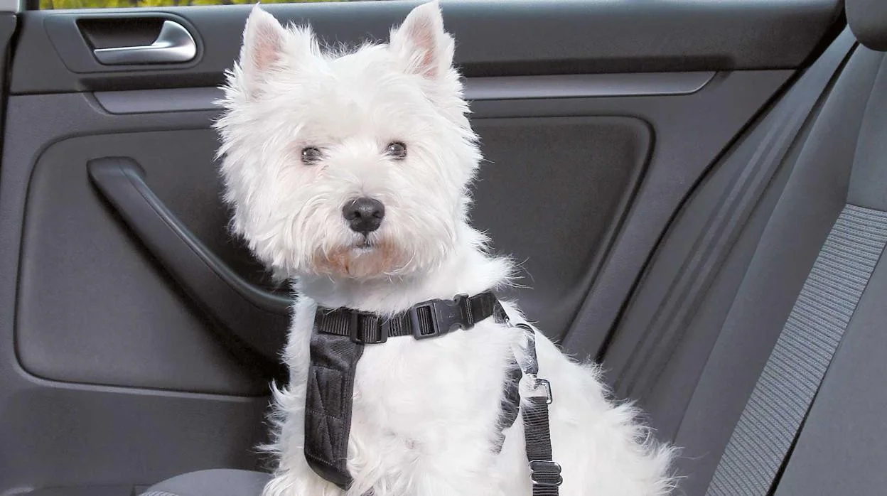 Cómo debe viajar tu perro dentro del coche? - Autoescola Sant Feliu