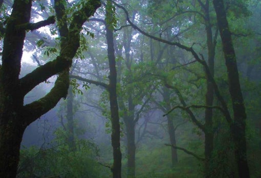 La Sauceda, en Cortes de la Frontera, cuenta con bellos paisajes y bosques